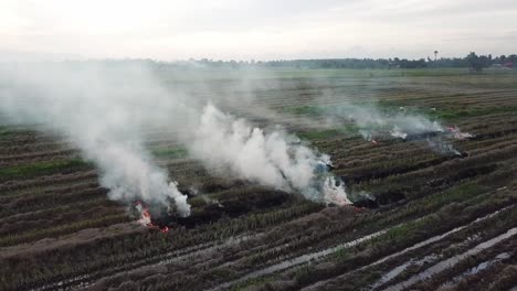 Paddy-straw-is-burned-for-prepare-next-cropping-season