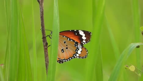 mariposa - hierba -verde - estanque