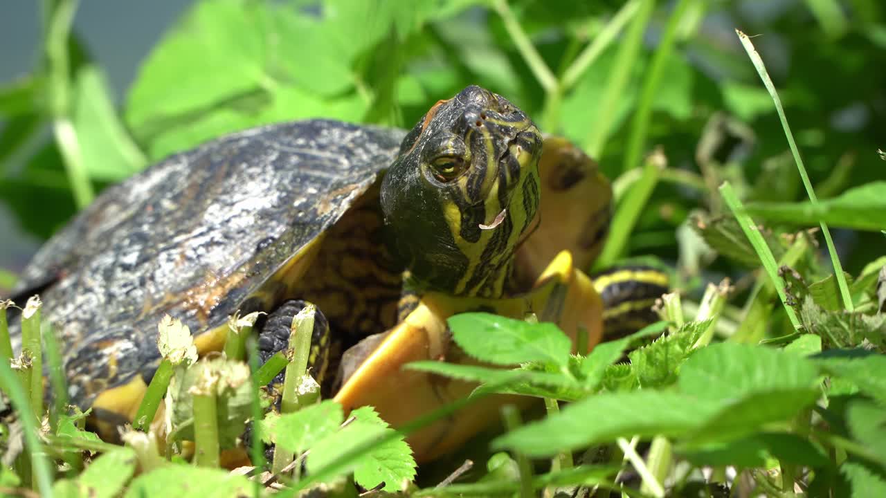 Closeup footage of a turtle
