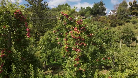 huge red apple fruit on loaded branches in orchard, motueka, new zealand