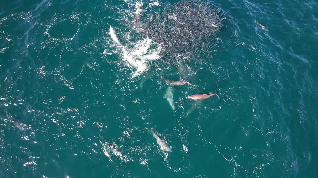 Bottlenose Dolphin Pod Feasting On School Of Mullet Fish In Water