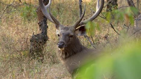 Sambar-Rusa-Unicolor-Ist-Ein-Großer-Hirsch,-Der-Auf-Dem-Indischen-Subkontinent,-In-Südchina-Und-Südostasien-Beheimatet-Ist-Und-Als-Gefährdete-Art-Aufgeführt-Ist.-Ranthambore-Nationalpark-Sawai-Madhopur-Rajasthan-Indien