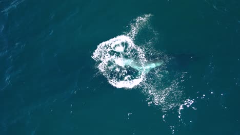 a newborn baby whale breaches out of the water above its mother while gliding through the clear blue ocean