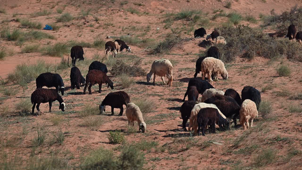 las ovejas najdi, originarias de la región de najd en la península arábiga, se ven comúnmente pastando en el desierto.