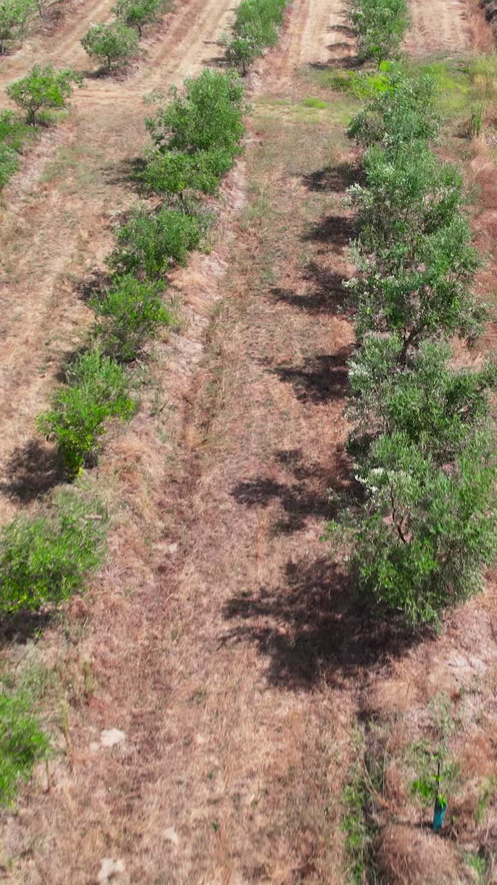Plantation of Olives vertical video