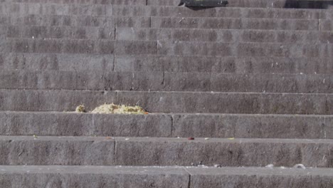 palomas alimentándose y volando lejos cerca de la estación penn de la ciudad de nueva york - cámara lenta