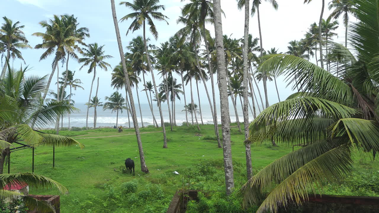 Tropical white sand beach with coconut palm tree
