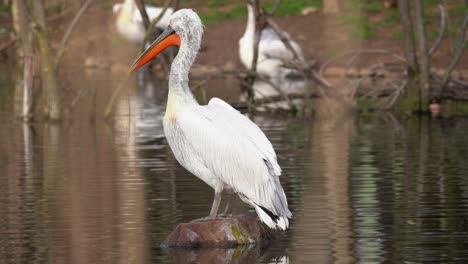 pelícano dálmata posado en una roca en medio de aguas pantanosas