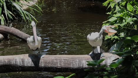 pelican catches and eats fish on log in natural wetland environment