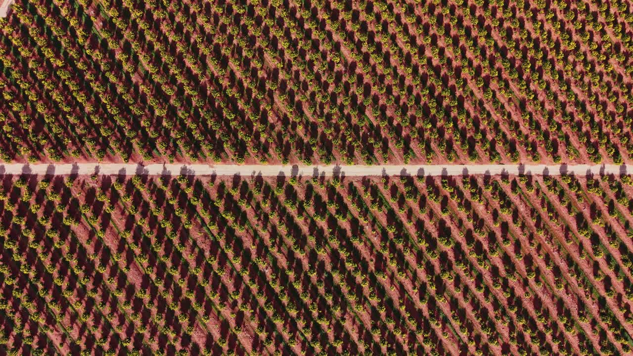 Vineyards in Spain showing rows of grapevines during sunny day