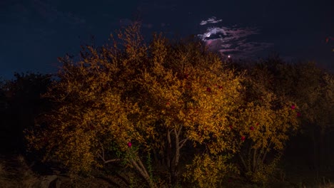 Saudi-Nachthimmel-Und-Wundervolle-Sterne-Und-Mondsichel-über-Den-Orangefarbenen-Blättern-Granatapfel-Obstbaum-Im-Obstgarten-Erntezeit-Im-Herbst-Im-Nahen-Osten-Utah-USA-Und-Türkei-Missouri-Landwirtschaft