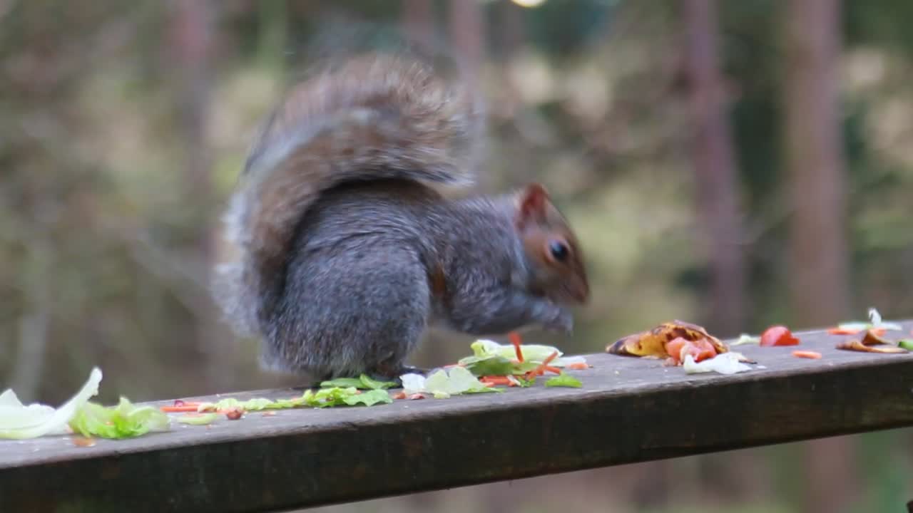 Un primo piano di uno scoiattolo che mangia del cibo avanzato-1