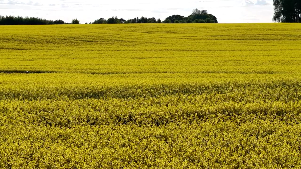 Drone che riprende a bassa quota sopra fitti fiori di colza sotto una luce soffusa e nuvolosa.