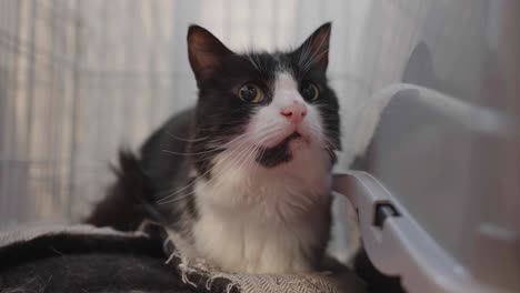 Black-and-white-Moggie-cat-watching-and-attacking-someone’s-hand