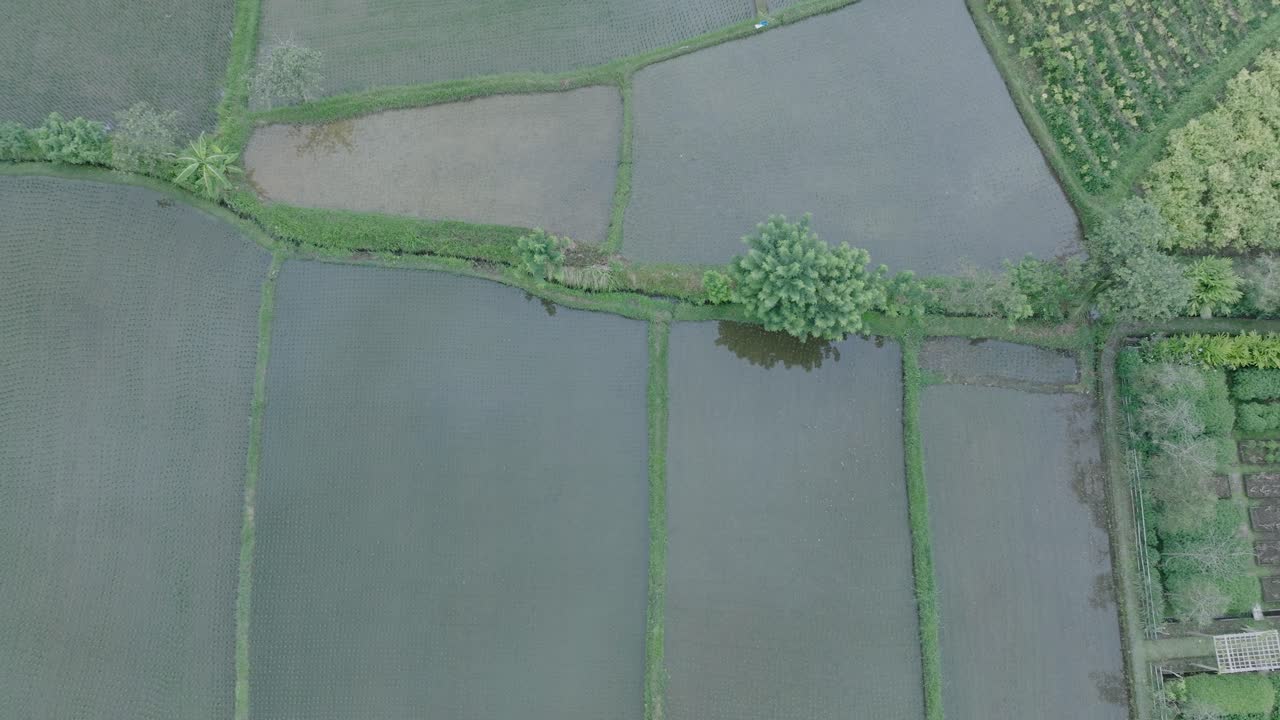 una fotografía aérea de un dron volando alto sobre los arrozales de ubud bali con el cielo reflejado en el agua