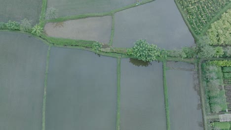 Aerial-Drone-Shot-flying-high-over-rice-paddies-in-Ubud-Bali-with-the-sky-reflected-in-the-water