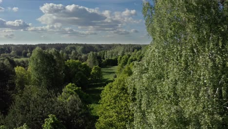 üppiges grünes laub von bäumen an einem windigen tag mit wald im hintergrund