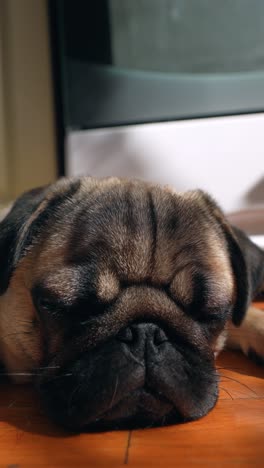 sleepy pug puppy