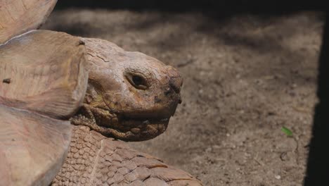 Afrikanische-Spornschildkröte-Aus-Nächster-Nähe-In-Einem-Gehege-In-Gefangenschaft-Geschossen