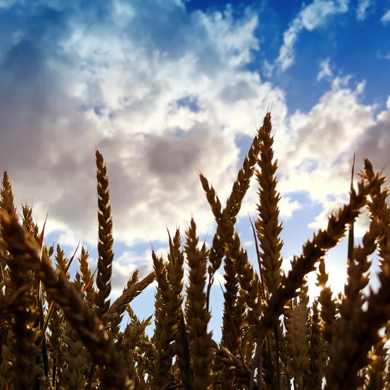 Yellow dry spikelets of barley waving in the field. Ripe ears of corn at backdrop of summer sky