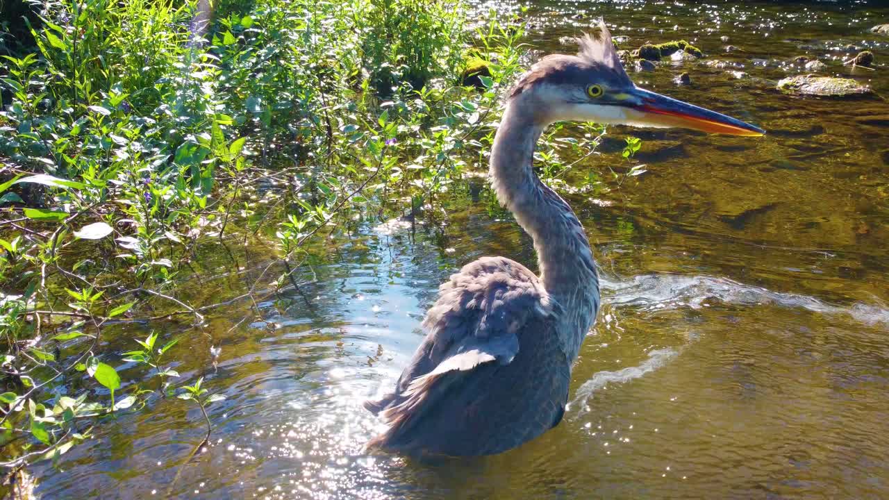 Primo piano di un airone su un lago soleggiato