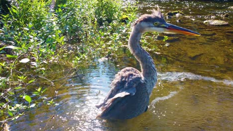 Nahaufnahme-Eines-Reiherwatvogels-An-Einem-Sonnigen-See