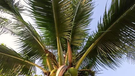 el árbol de coco se balancea suavemente en la brisa