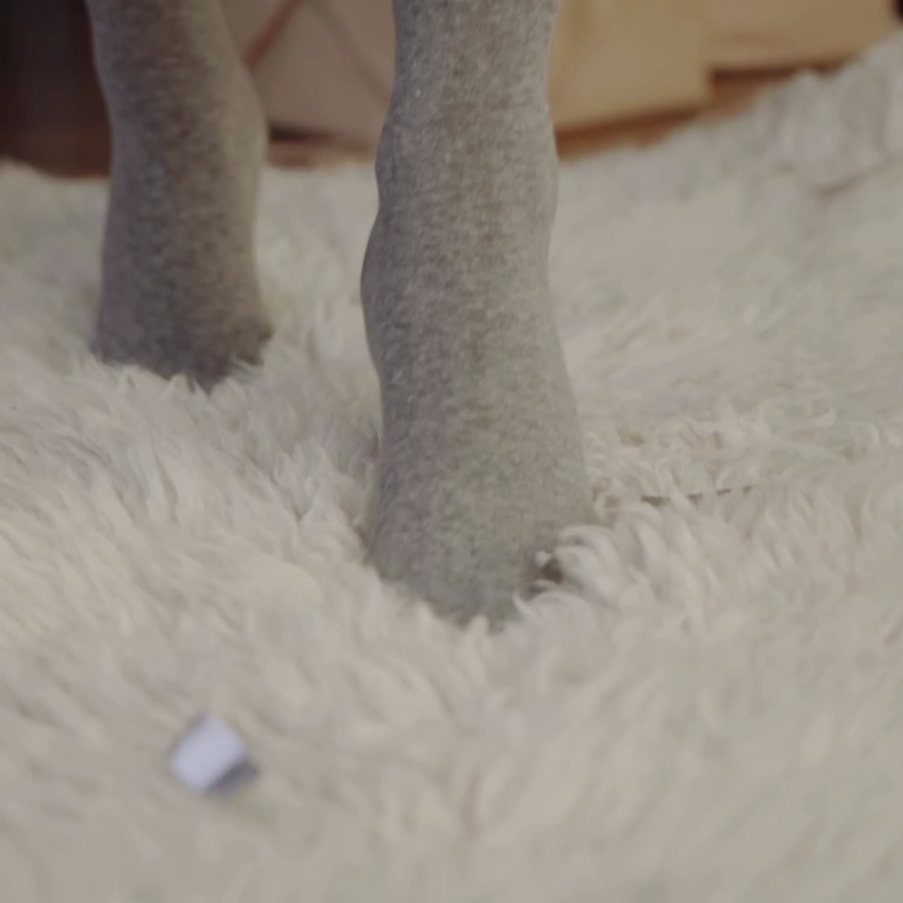 nuevo año presenta el concepto