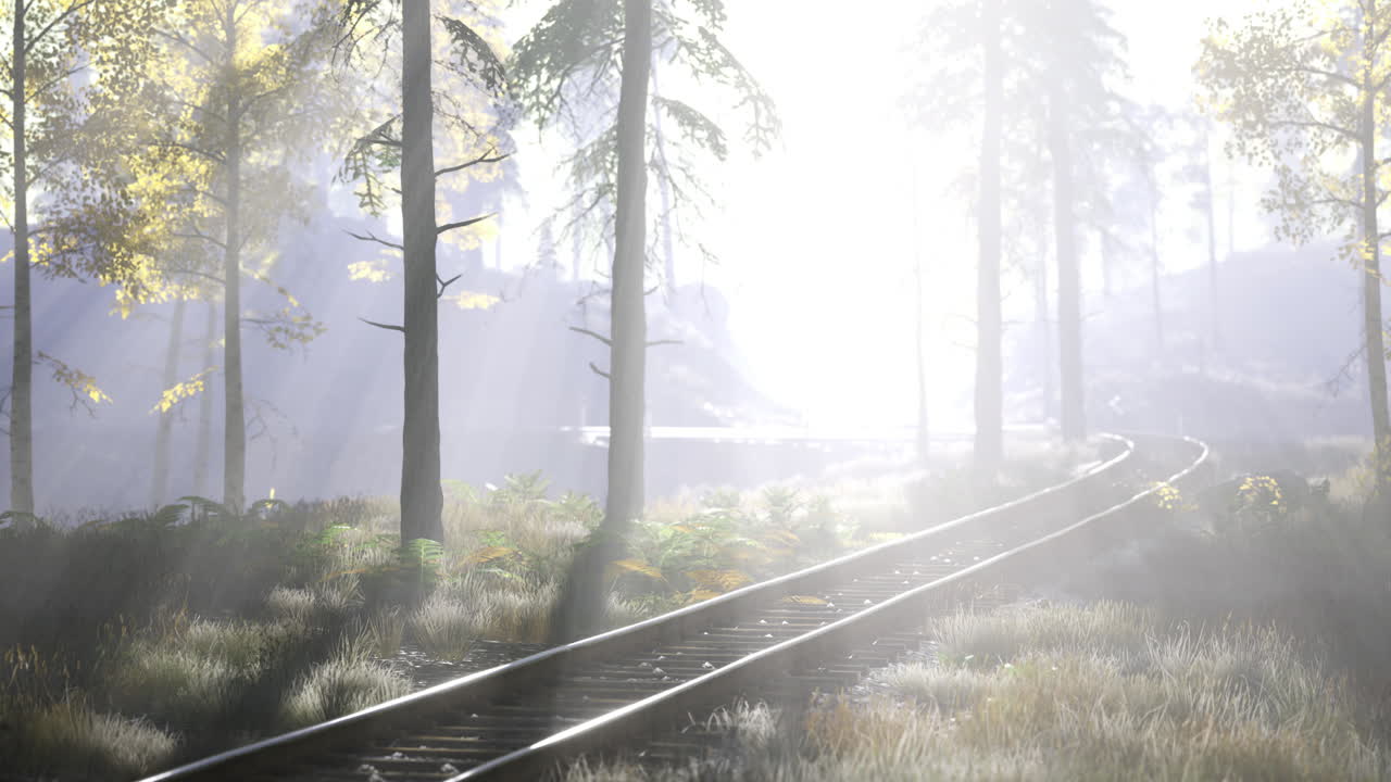 Beautiful morning light shines on train tracks in a tranquil forest