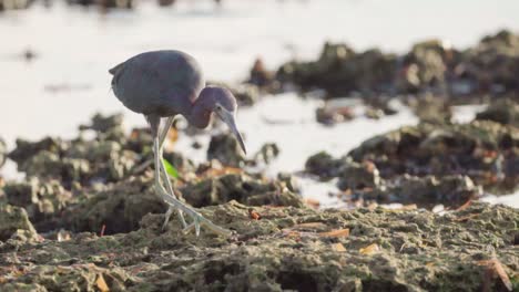 little blue heron catching food on rocky fossilized reef during low tide in slow motion