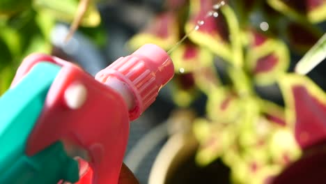 closeup of a pink and green spray bottle