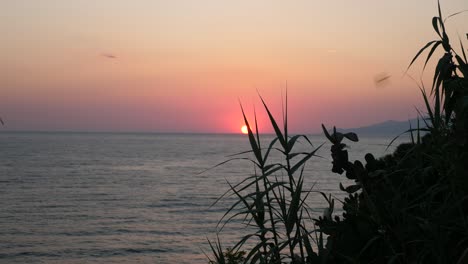 a beautiful sunset on an italian coastline with plants in the foreground and birds playing in the afternoon light