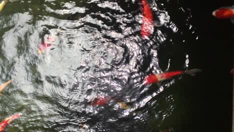 Bunte-Und-Schöne-Koi-Fische-Am-Teich