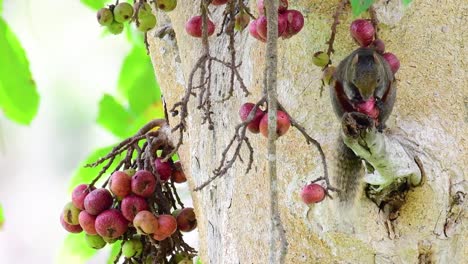 la ardilla de pallas o la ardilla arborícola de vientre rojo encontrada comiendo una fruta en una rama de un árbol fructífero, callosciurus erythraeus