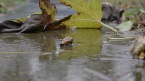 raindrops at concrete surface in autumn garden