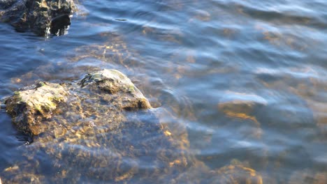 Nahaufnahme-Eines-Mit-Schlick-Bedeckten-Felsens-In-Einem-See-Mit-Einer-Leichten-Brise-Auf-Dem-Wasser