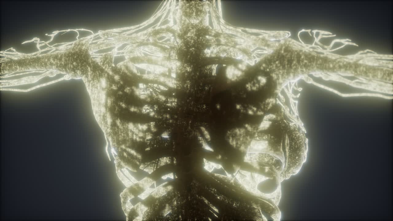 animación colorida del cuerpo humano que muestra huesos y órganos