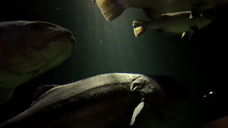 stereolepis doederieini- pez grande, pez judío rayado en el acuario de kamon, japón