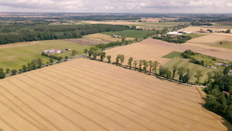 aerial view over beautiful flat grid farmland and huge fields with road lined by trees