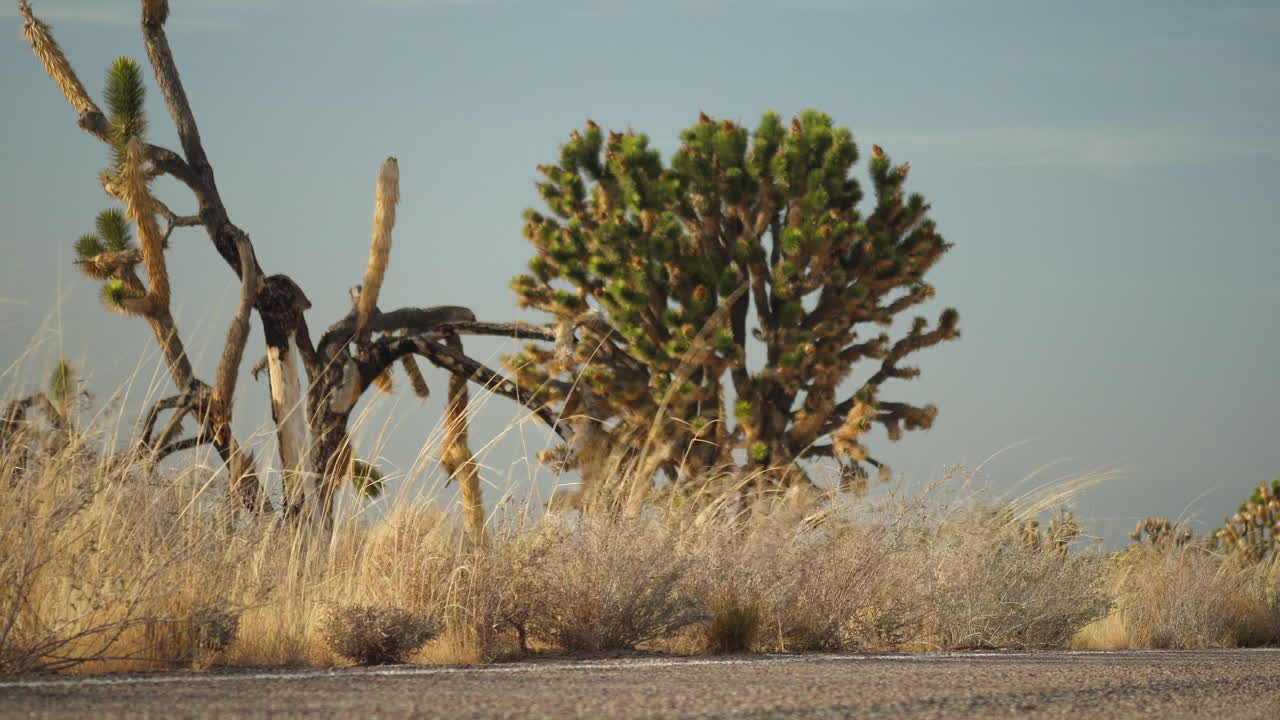 la vegetación de la reserva de mojave