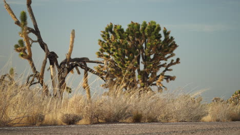 vegetation of the mojave preserve