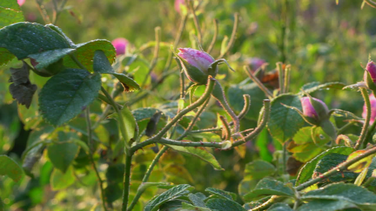 una rosa aún no ha florecido