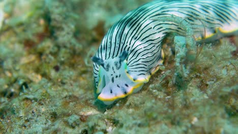 extraña babosa de mar nudibranquio rayado negro blanco busca comida en el fondo del océano