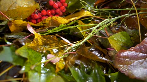 Camera-moving-through-colorful-fallen-autumn-leaves,-low-angle-close-up