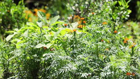 marigold flowers gently moving with the wind