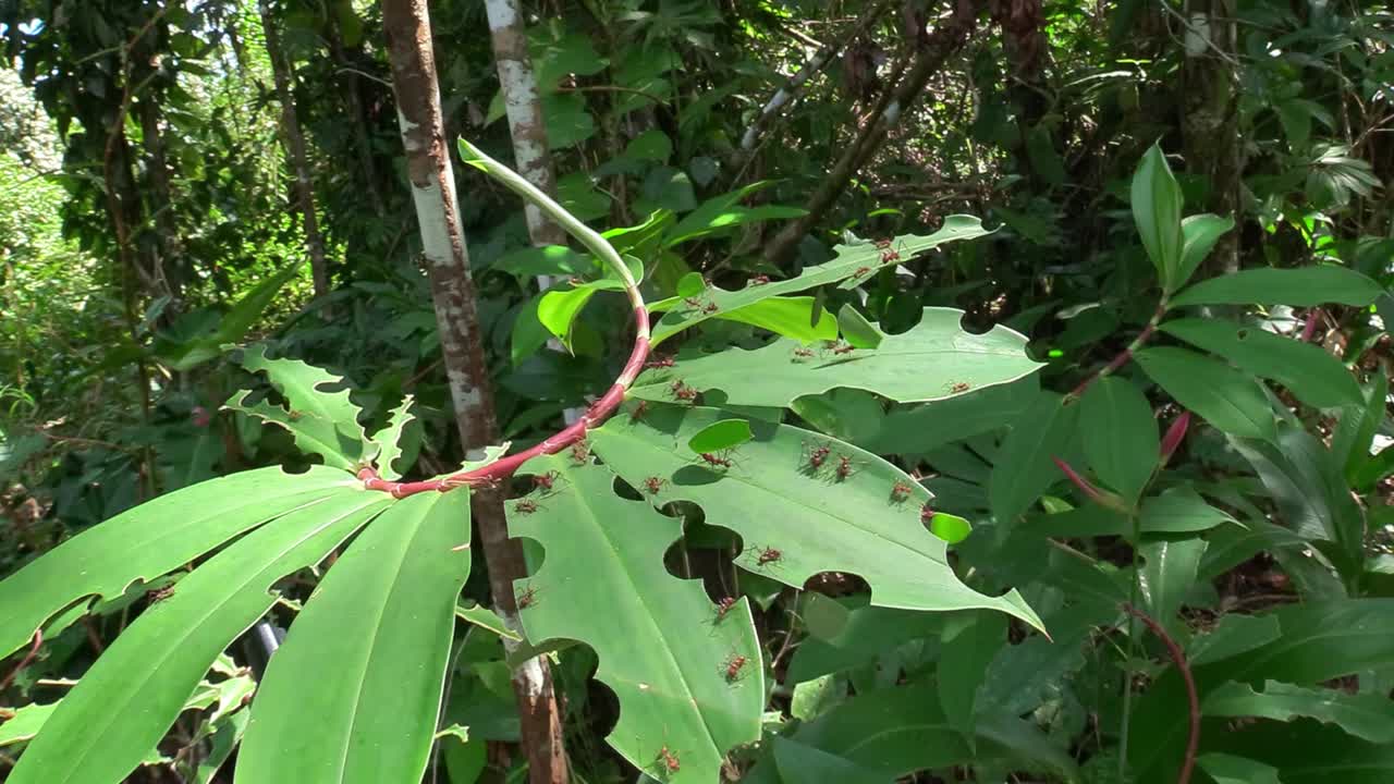 잎사귀 개미는 열대우림의 나뭇잎을 가로질러 이동합니다.