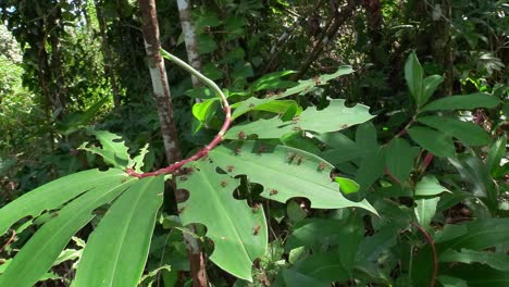 las hormigas cortadoras de hojas se mueven a través de las hojas en la selva tropical