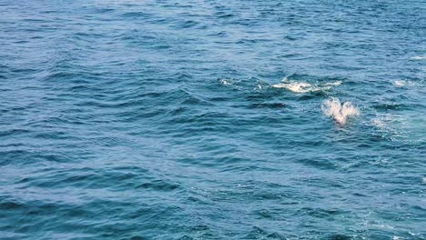 pair of atlantic white-sided dolphin swimming in the atlantic ocean