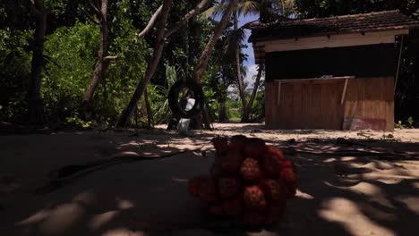 whistling pine pile on sri lanka beach bunch souvenir near hut simple accommodation