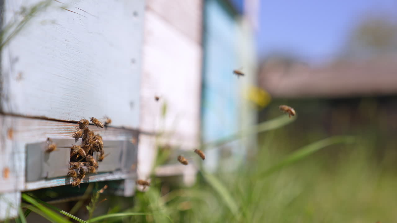 Bees flying up to their hive. Multiple insects swarming around beehive enter. Traditional bee farming concept.